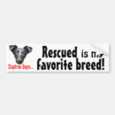 Search for white rabbit bumper stickers Dog