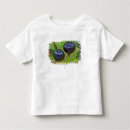 Search for huckleberry tshirts Fruit