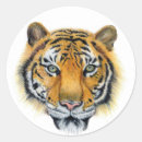 Search for black and white tiger stickers Orange