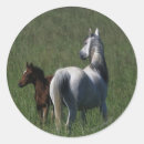 Search for mares stickers Bob langrish