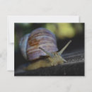 Search for ledge postcards Nature