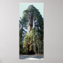 Search for sequioa Redwood