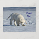 Search for golden retriever thank you cards White