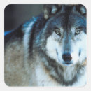 Search for timbers stickers Wildlife