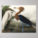 Search for john wilde posters John james audubon