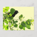 Search for passerines postcards Avian