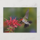 Search for ruby throat postcards Male