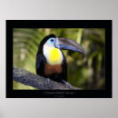 Search for wildlife photography posters Jungle