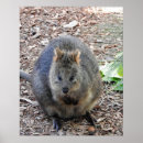 Search for marsupials posters Quokka