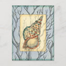 Search for beach shells postcards Nature