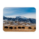 Search for migrating magnets Herd