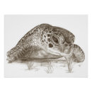 Search for green turtle posters Conservation