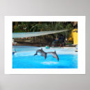 Search for two animals posters Spain