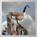 Search for canada goose posters Nature