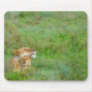 Search for african lion mousepads Nature