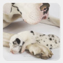 Search for great dane dog stickers Nature