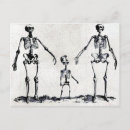 Search for skull illustration postcards Anatomy