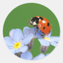 Search for forget me not stickers Nature