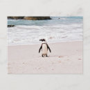 Search for african penguin postcards South africa