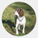 Search for springer spaniel stickers Happy