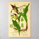 Search for lady slipper posters Vintage