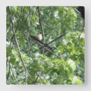 Search for cardinal clocks Nature