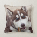 Search for siberian husky cushions Alaskan malamute