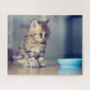 Search for persian puzzles Domestic cat