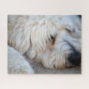 Search for goldendoodle puzzles Pet