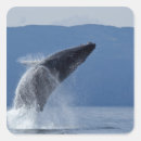 Search for humpback whale stickers Wildlife