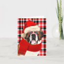 Search for saint bernard cards Dog lovers