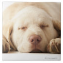 Search for labrador tiles Animals