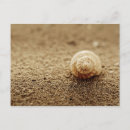 Search for pictures of shells postcards Photography