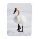 Search for refuges magnets Superstock