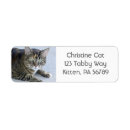 Search for tabby cat return address labels Pet
