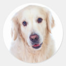 Search for golden retriever round stickers Puppy
