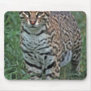 Search for endangered species mousepads Feline
