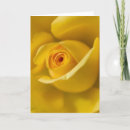 Search for rose macro cards Flower
