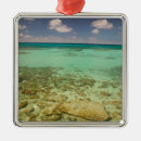 Search for turks and caicos christmas tree decorations Walter bibikow