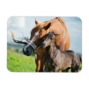 Search for foal magnets Colt