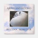 Search for cloudy sky magnets White