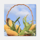 Search for corn magnets Yellow