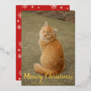 Search for cat photo christmas cards Simple