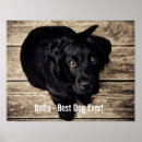 Search for labs posters Labrador retriever