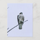Search for tail postcards Hunter