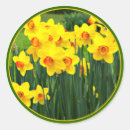 Search for march birthday stickers Daffodil