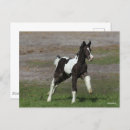 Search for gypsy vanners postcards Animal