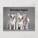 Search for chihuahua puppies postcards Cute