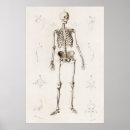 Search for skeleton anatomy posters Anatomical