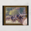 Search for herd photography Nature